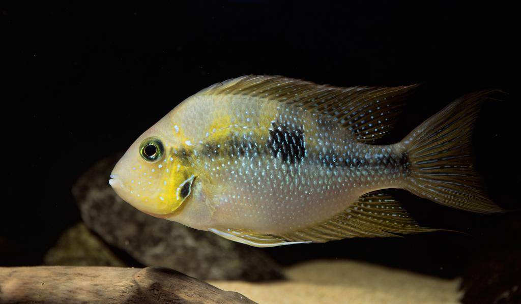 Thorichthys helleri Catazaja NVC web